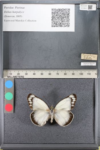 Media type: image;   Entomology 139917